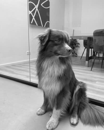 Duke, SKZ Rheinland